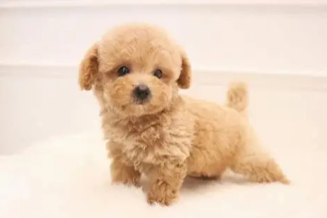 延長迷你貴婦狗壽命