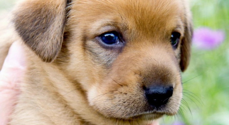 寵物營養不良症狀