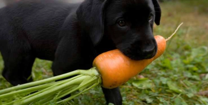 狗吃紅蘿蔔好處