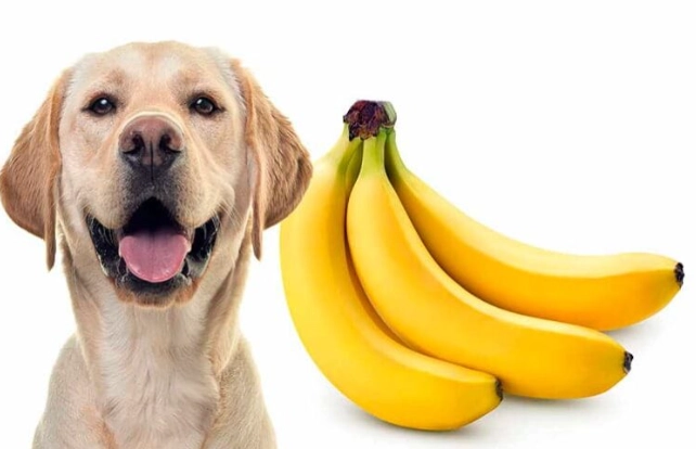 狗狗吃香蕉皮安全嗎