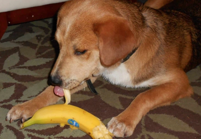 香蕉皮對狗的好處