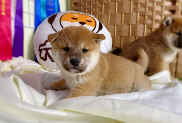 寵物結紮最佳時機 寵物結紮最佳時機