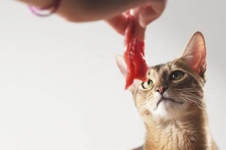 貓吃魷魚好處 貓吃魷魚好處