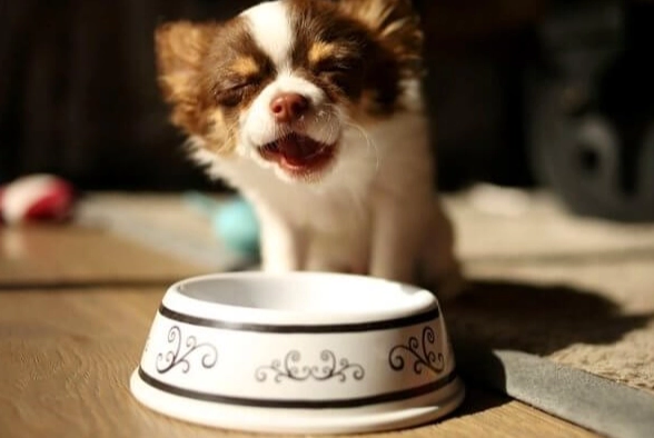 豆腐對狗的好處 豆腐對狗的好處