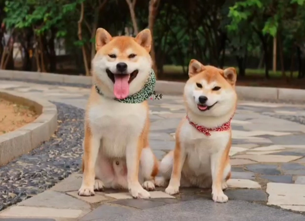 柴犬結紮最佳年齡 柴犬結紮最佳年齡