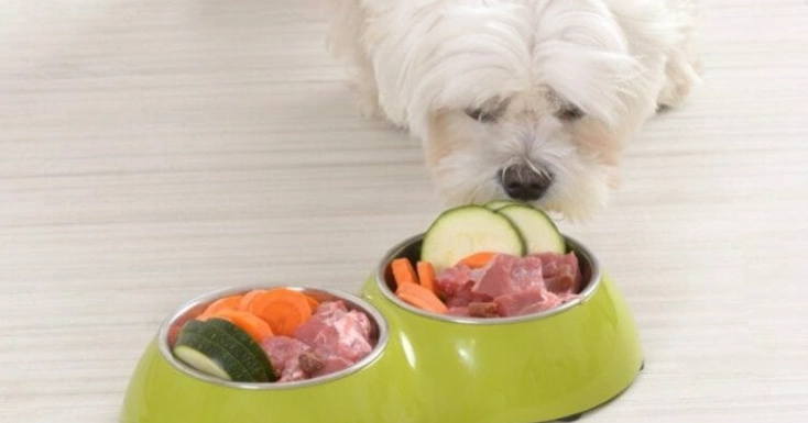 三色豆對狗狗有害嗎