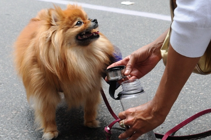 狗狗誤食漂白水