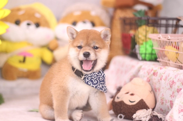 結紮對狗的好處