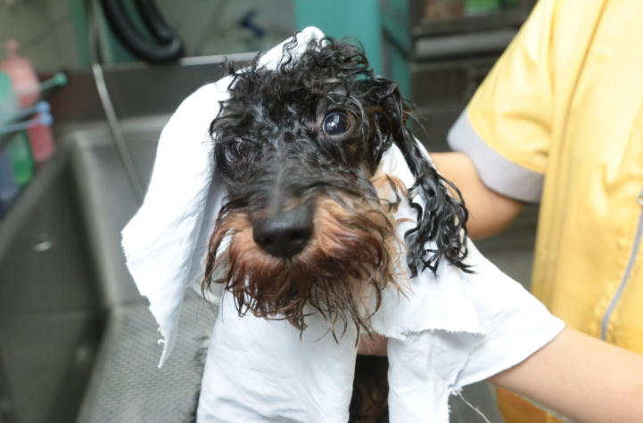 狗狗誤食漂白水