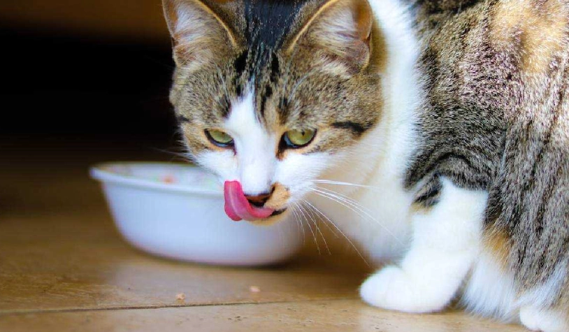 魷魚絲對狗有害