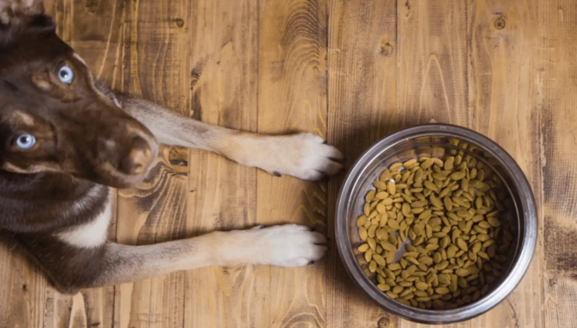 黃耆對狗安全嗎 黃耆對狗安全嗎