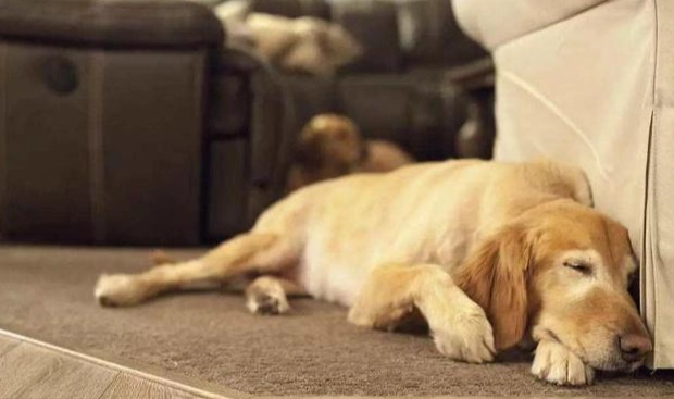 狗狗為什麼埋頭