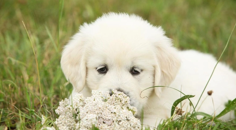 狗狗吃豆花安全嗎