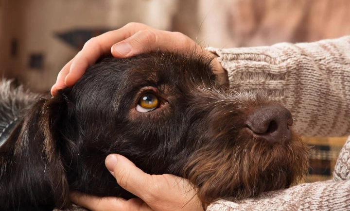 狗狗誤食漂白水