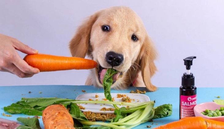 狗狗飲食禁忌 狗狗飲食禁忌