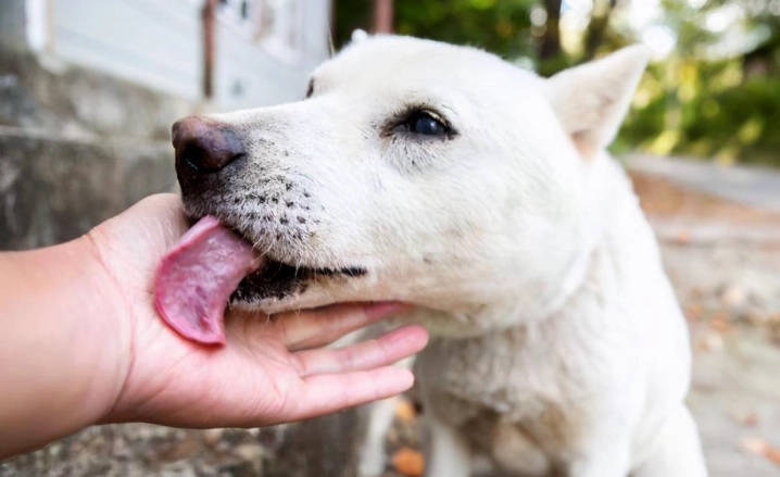 狗狗舔到漂白水處理