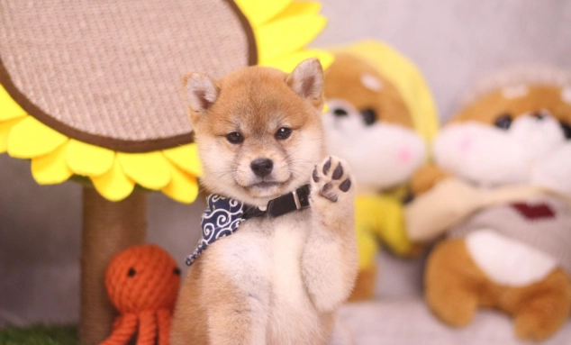 母狗結紮費用 母狗結紮費用