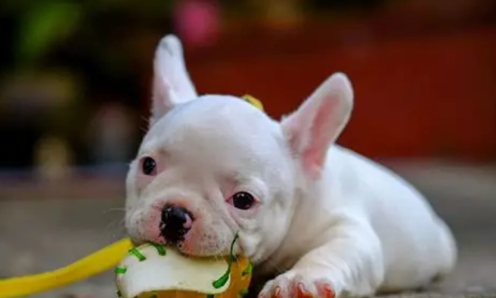 狗狗健康食譜 狗狗健康食譜