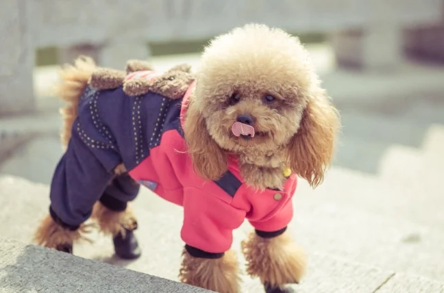 玩具貴賓狗體重