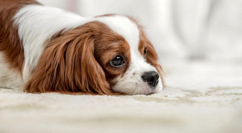 腸胃炎狗狗食物