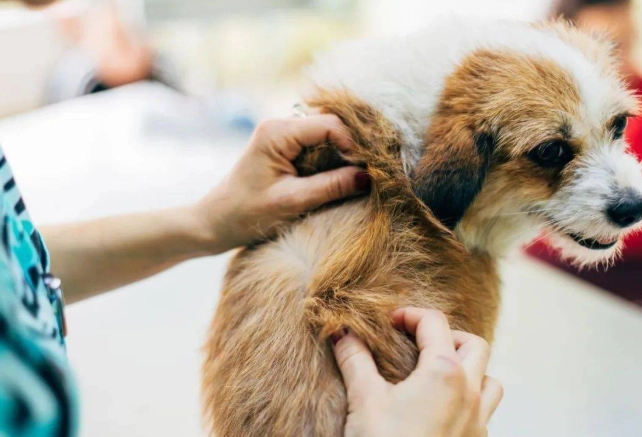 狗狗心臟病症狀 狗狗心臟病症狀