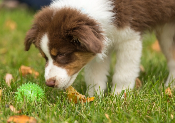 公狗發情期怎麼辦 公狗發情期怎麼辦