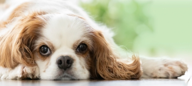 狗骨頭危險 狗骨頭危險