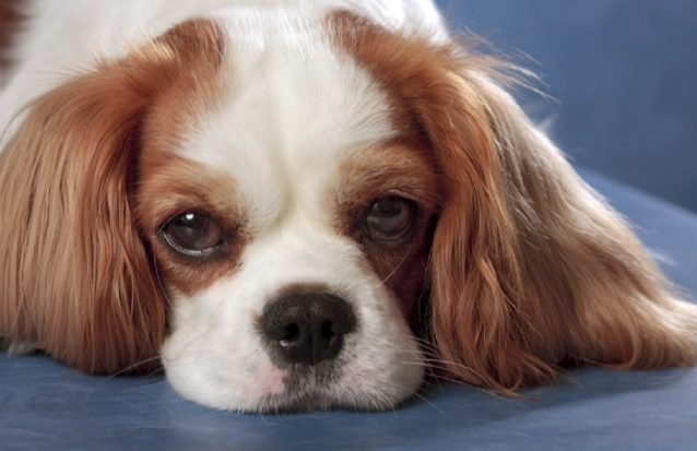 狗狗腸胃炎飲食