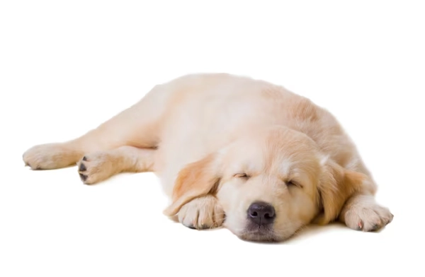 狗腸胃炎 恢復時間