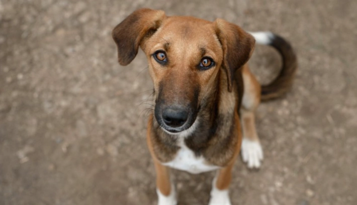 寵物零食安全 寵物零食安全