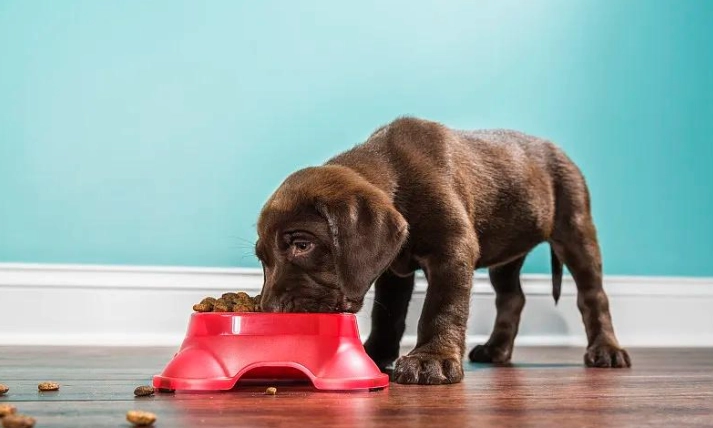 狗狗流口水原因