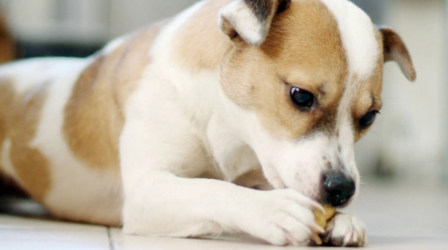 狗狗口腔護理方法