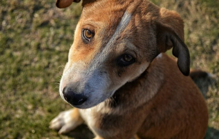 狗狗流口水原因
