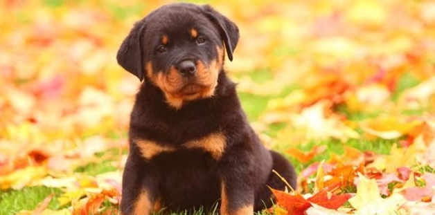 幼犬呼吸急促原因