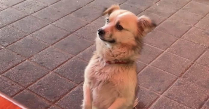 狗前庭神經炎治療