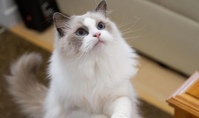 米克斯貓飼養缺點