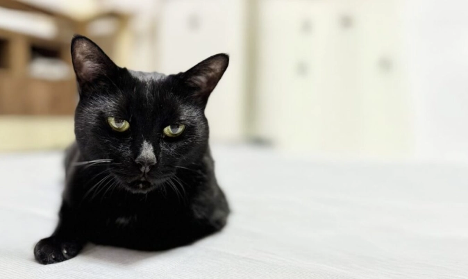 養貓濕疹預防 養貓濕疹預防