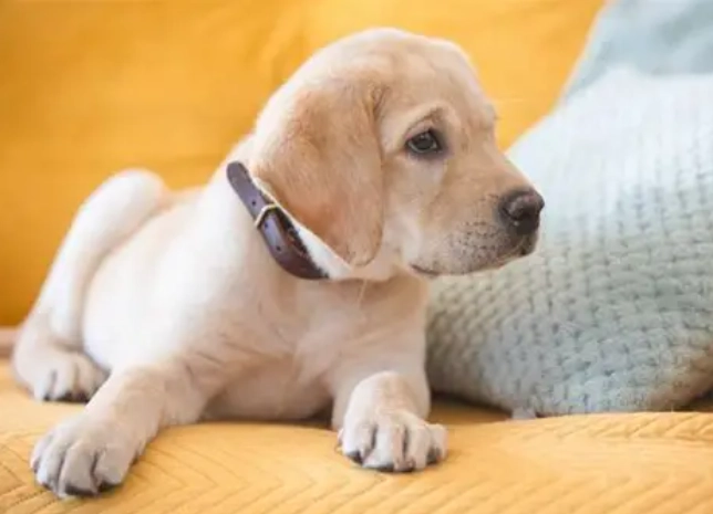 公狗結紮後遺症