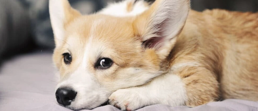 狗狗 前庭神經炎 照護