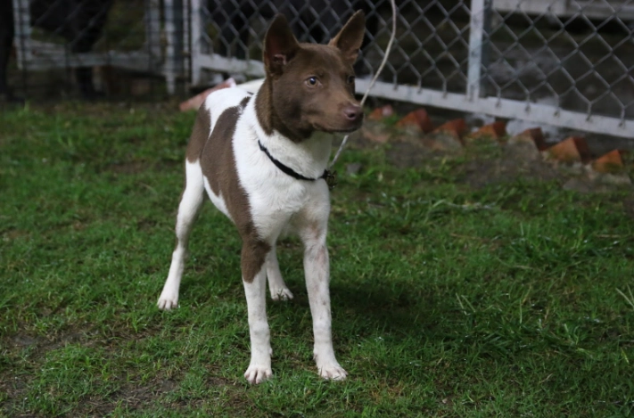 牛皮骨安全 牛皮骨安全