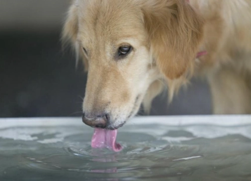 寵物急救 寵物急救