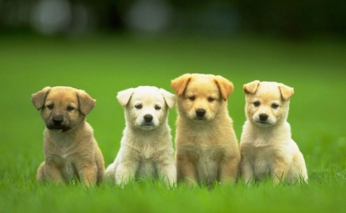 狗洗牙注意事項