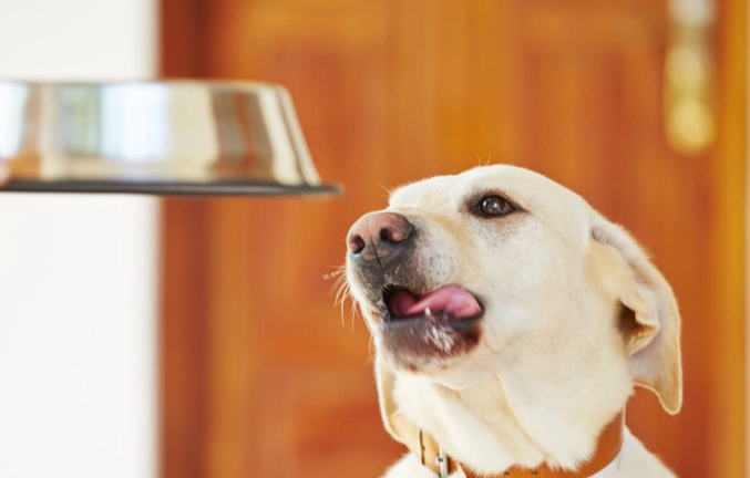 結紮手術風險 結紮手術風險