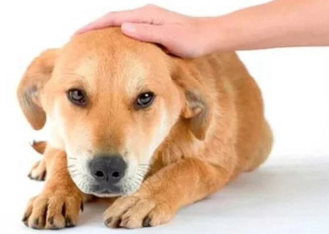 前庭神經炎症狀