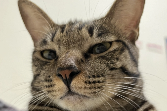 貓咪濕疹 貓咪濕疹