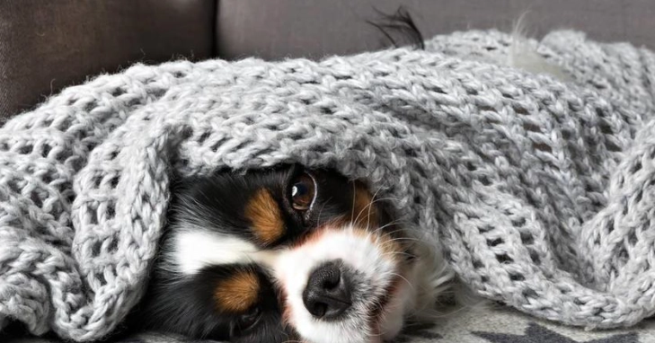 老年狗泌尿問題