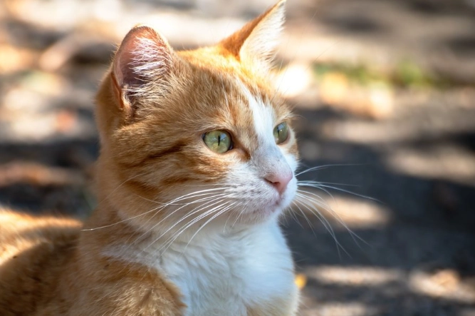 貓咪各階段照顧