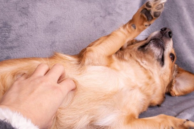 狗狗呼吸急促 狗狗呼吸急促