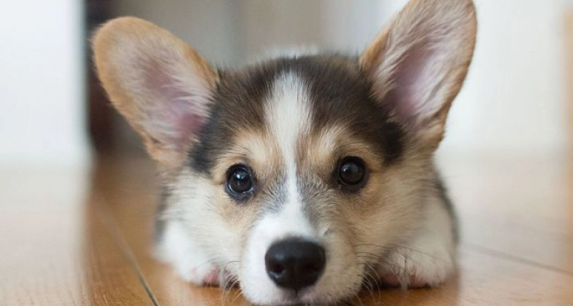 狗狗前庭神經炎治療