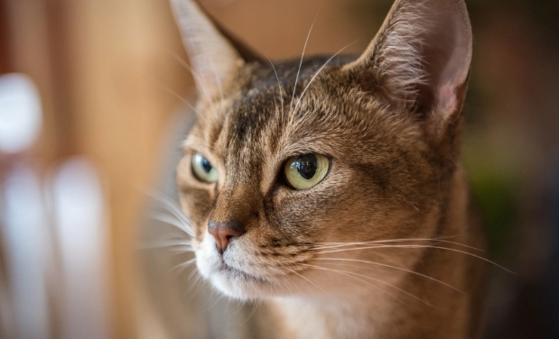 貓咪各階段照顧